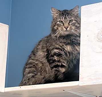 Photo of Bruiser