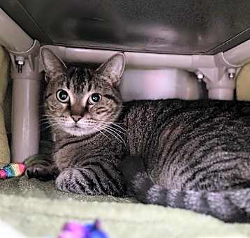 Photo of NALA