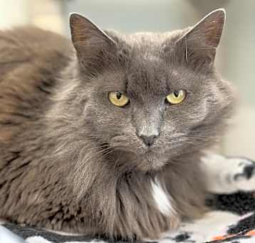 Photo of Fluffy (aka Sabrina)