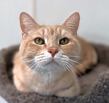 Photo of Romeo