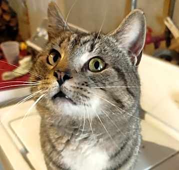 Photo of Bob Cat