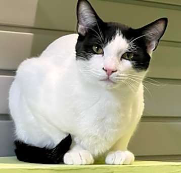 Photo of Doogie