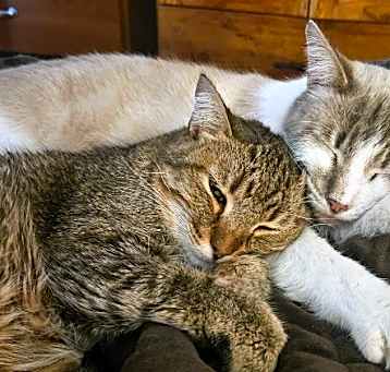 Photo of Perpugilliam (Peri) *IN FOSTER*