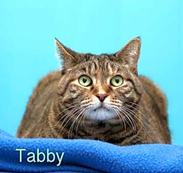 Photo of Tabby