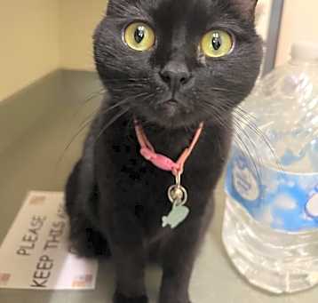 Photo of Sweet Pea