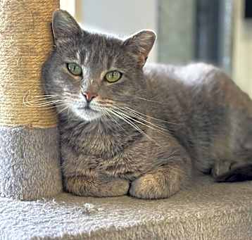 Photo of Grits