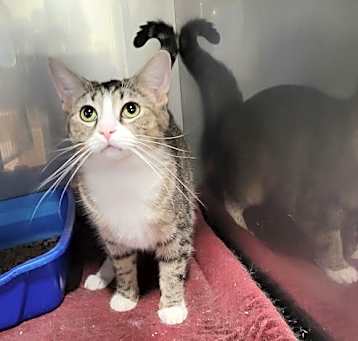 Photo of Tundra *Special needs*