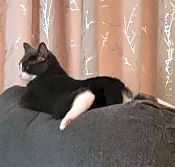 Photo of Loki