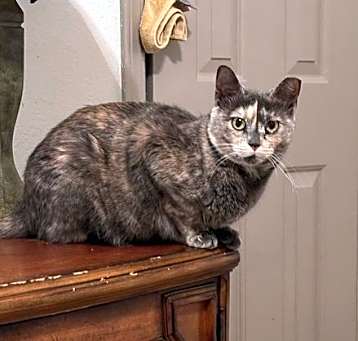 Photo of Nala