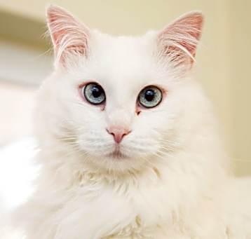 Photo of Zima
