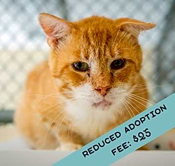 Photo of Drips - IN FOSTER