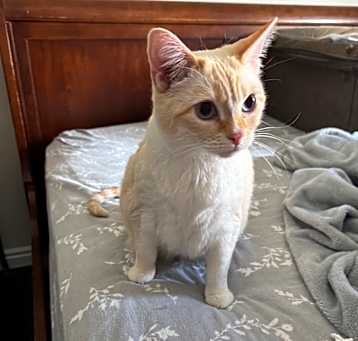 Photo of Luna