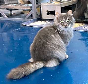 Photo of Misty