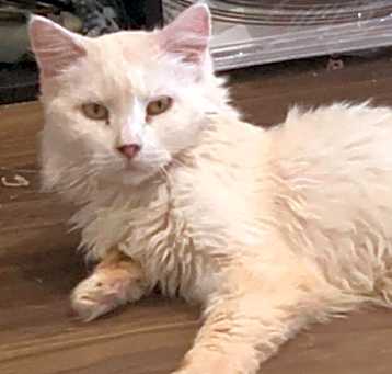 Photo of Sugar
