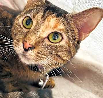 Photo of Josie (Pounce Cat Cafe)