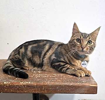 Photo of Milo