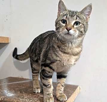 Photo of Biscuits