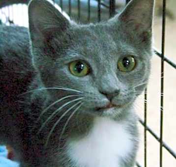 Photo of Prancer