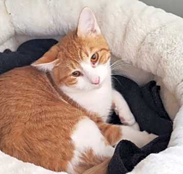 Photo of Tigger