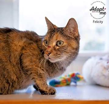 Photo of Felicity