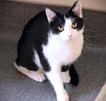 Photo of Scout