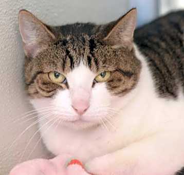 Photo of Cookie