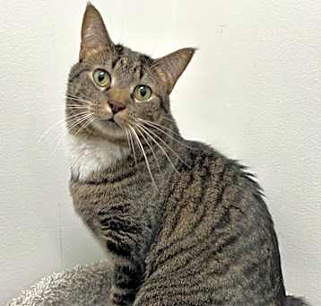 Photo of Burly