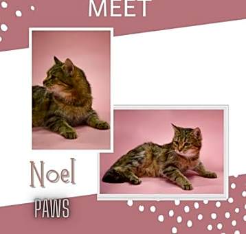 Photo of Noel