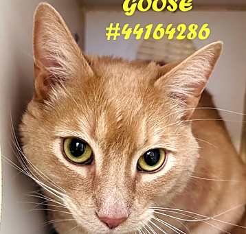 Photo of Goose AKA Butter