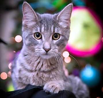 Photo of Cupid