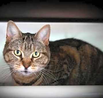 Photo of Coco