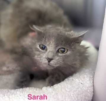 Photo of SARAH