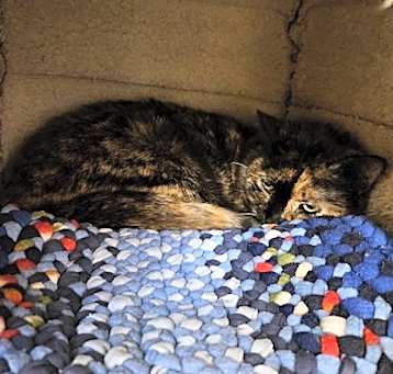 Photo of Nutmeg