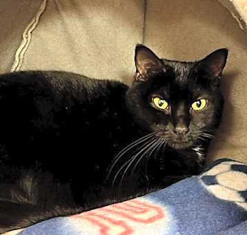 Photo of Willow