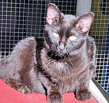Photo of Dandy