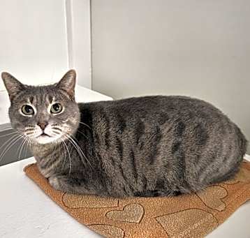 Photo of Misty