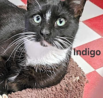 Photo of Indigo