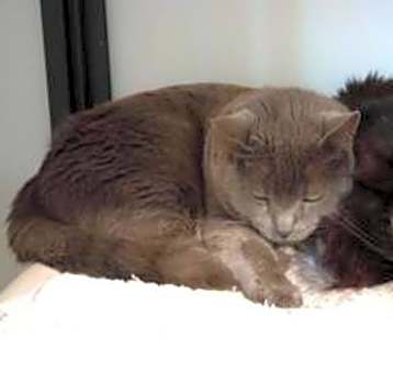 Photo of Smokey