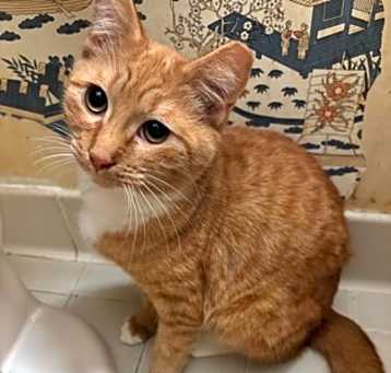 Photo of Loki