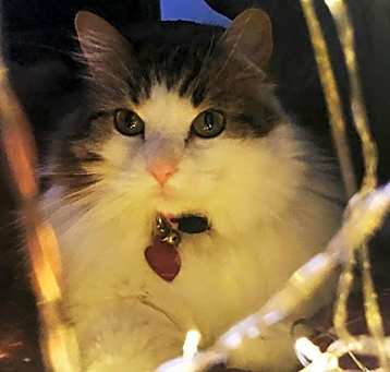 Photo of Muffin