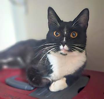 Photo of Sox