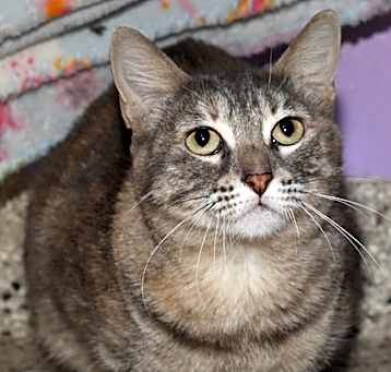 Photo of Callie