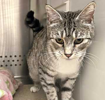 Photo of Silver 303522