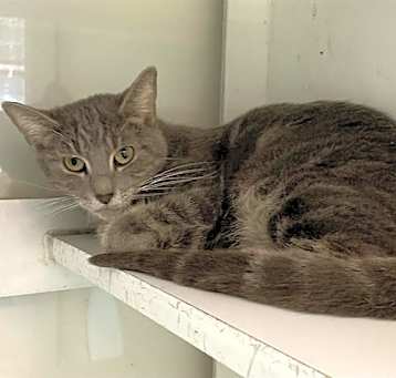 Photo of SMOKEY