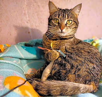 Photo of Juniper, Sweet Girl!