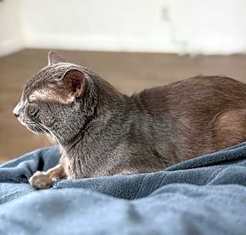 Photo of Mozart