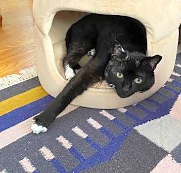 Photo of Vader