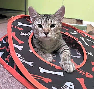 Photo of Buckley