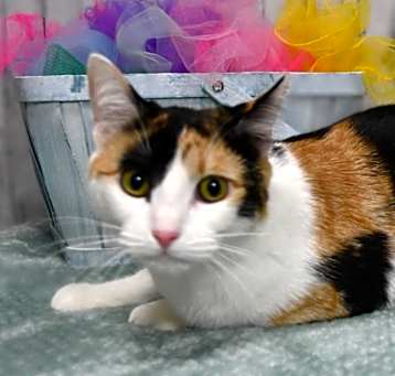 Photo of Lola