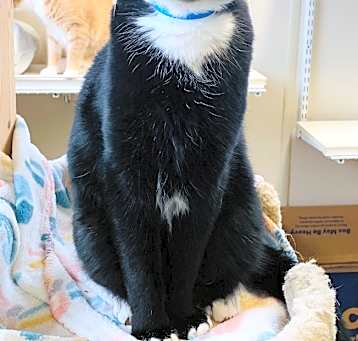 Photo of Lanister